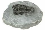 Coltraneia Trilobite Fossil - Huge Faceted Eyes #191848-5